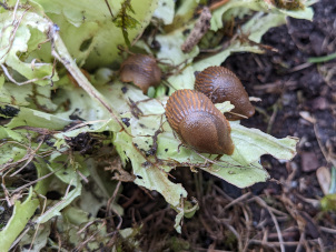 Schnecken am Salat