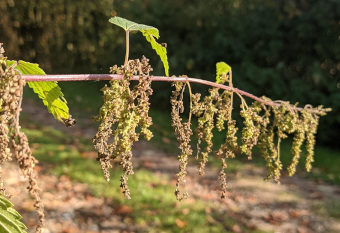 Brennnesselblüte