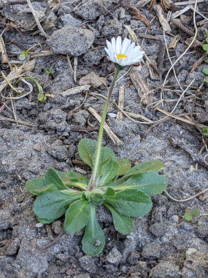 Gänseblümchen