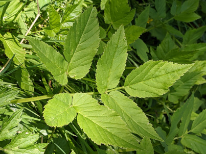 Gierschblatt