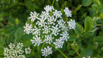 Gierschblüte