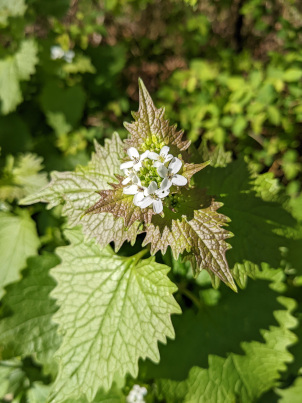 Knoblauchrauke