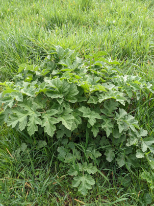 Wiesenbärenklau