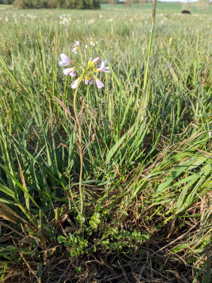Wiesenschaumkraut